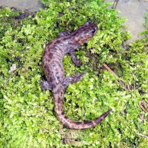 Hynobius sonani