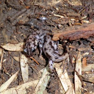 Hynobius sonani