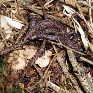 Hynobius sonani
