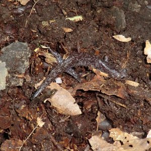 Hynobius fuca