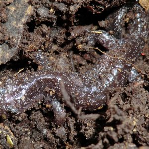 Hynobius fuca