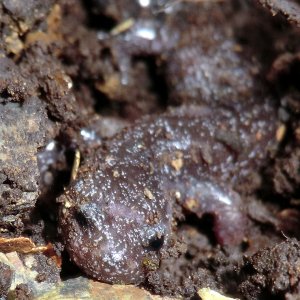 Hynobius fuca