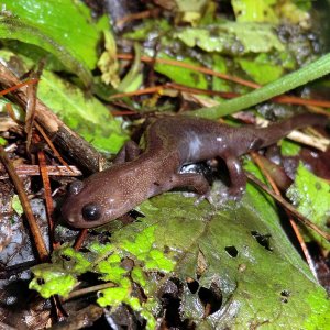 Hynobius arisanensis