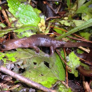 Hynobius arisanensis