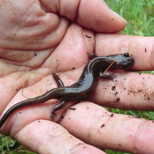 Hynobius arisanensis