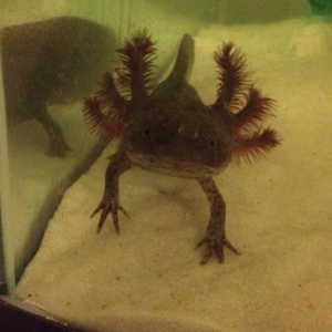 Queen Latifa April 2014
