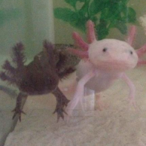 Corona and Queen Latifa April 2014