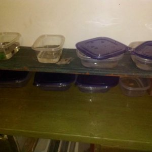 Separated them into smaller containers as gills were being nibbled on. One wild type and one white albino are significantly larger so they were given 