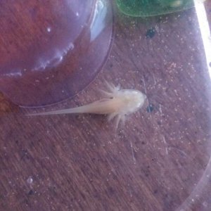 3 wks, 21 lotls. We lost the runt of the hatch :(