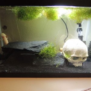 This is my first tank :) Just a simple 10 gallon for my two 6" axies Lucy (far left corner) and Mudkip (close left corner). I have a rock cave and a s