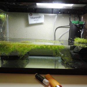 This is my first hatching tank. I have lots of plants for cover, a few rocks (mostly to block the filter and to look more interesting), and the filter