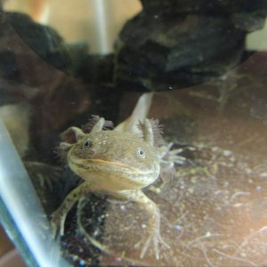 Here is mudkip my male (I think) wildtype. He is definitely an outgoing little guy.