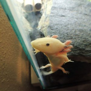This is Lucy, also a male (so now I might need to rename him). He is almost impossible to get pictures of since he hides all day.