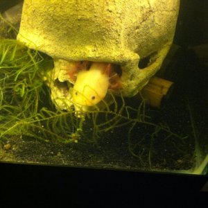 Here is proof that Lucy hides all day!