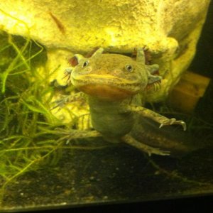 Mudkip being his dopey self and not even noticing the cherry shrimp behind him.