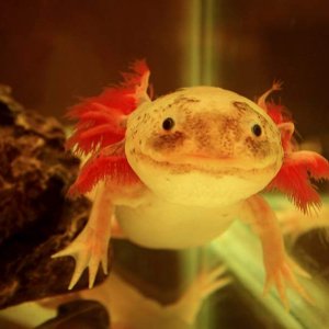 New feathers growing on his top left gill! (looks like a hand hahaha)