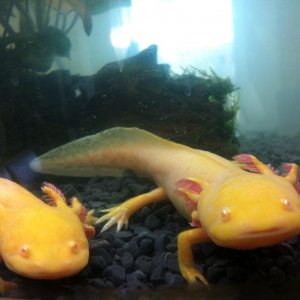 Angel on left & her sister Bella on right (Bella passed away 14/04/14 due to mystery illness)