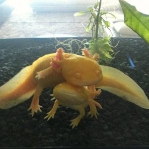 Angel being silly and swimming into her sister Bella :>