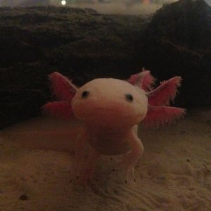 Baby following me as i walked around then stopped at the tank-- those little footprints are too cute #>_<#