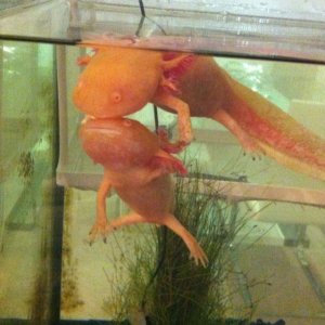 Angel on top with her sis Bella