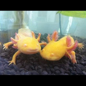 Bella left nuzzling with Angel -right - first tank just after i got them