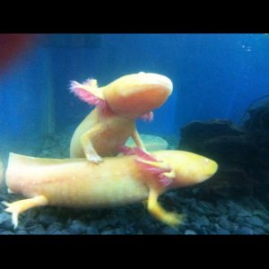 Angel ontop climbing on Bella