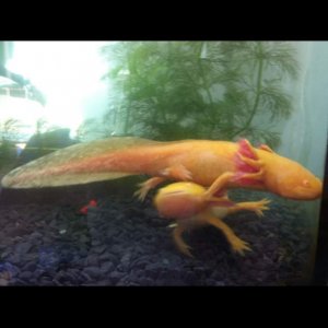 Angel climbing her Bella and knocking her over... how on earth Bella put up with Angel i'll never know.. that sisterly love <3- first tank just after 