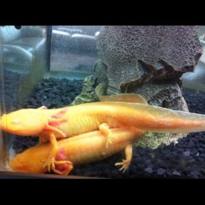 Angel below with Bella ontop- more sleepy cuddles- first tank just after i got them