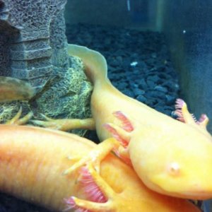 Bella ontop cuddling Angel- first tank just after i got them