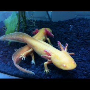 Bella walking over Angel- first tank just after i got them