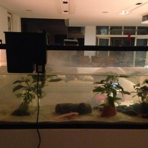 My Main 120L Axolotl tank- large filter, drift wood, plants, fake plastic log (house) and about 9 large smooth pebbles/rocks approx 8cm+ in diameter.
