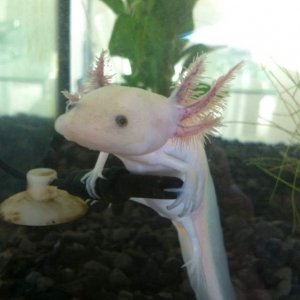 "Baby" - early feb- For some reason my thermometer was 'it's' favorite place to be :) - approx 9.5-10cm