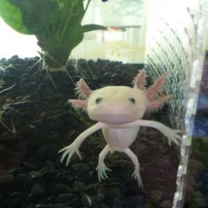 Baby Early Feb Being Super Cute Approx 9 5 10cm Caudata Org Newts And Salamanders Portal Baby Early Feb Being Super Cute Approx 9 5 10cm Caudata Org Newts And Salamanders Portal