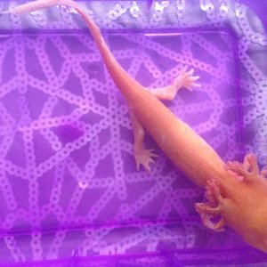 Angel- 29th April - having her salt bath. looking alot better in colour then the photo of her on the 23rd/april.
She ate last night- 28th/april for th