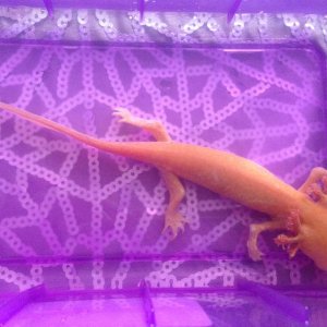 Angel- 29th April - having her salt bath. looking alot better in colour then the photo of her on the 23rd/april.
She ate last night- 28th/april for th