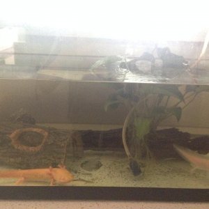 Angel- 15th April- placed her back into little spare tank after i picked her back up from the petshop and added my 3rd axolotl (juvenile leuistic 13cm