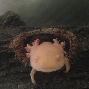 Angel- 15th April- being super cute and coming out of her plastic log when i came upto to her tank.