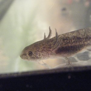 My Axolotl, "Little Buddy".
