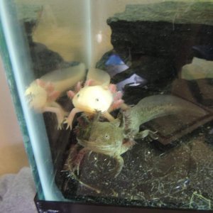 My boys asking for food