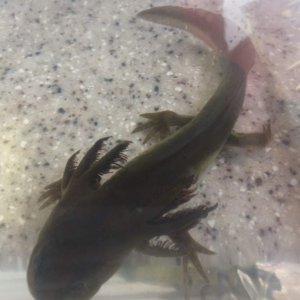 A tiger larvae I saved from a bate store.