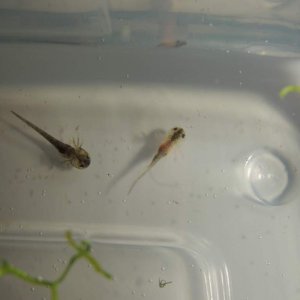 After their first feeding on Day 2 with full orange bellies