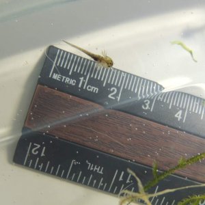 Day 2 May 4: The remaining 4 hatched today!!