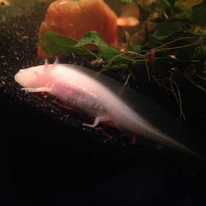 Getting bigger.