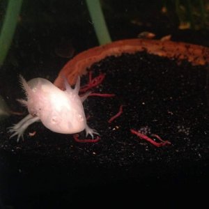 Feeding Time (: