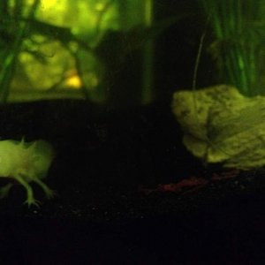 Feeding Time! I changed his lighting to cool LED's.