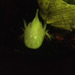 Buddy's getting big.