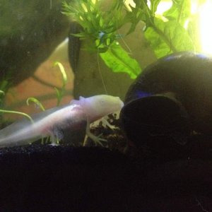 Buddy and his XL mystery snail!