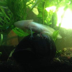 Riding his snail!