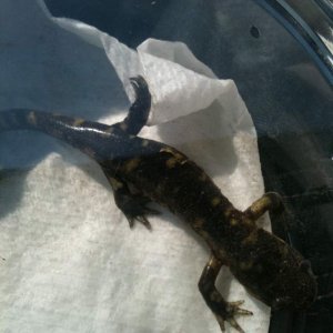 The day I first got Charmander!