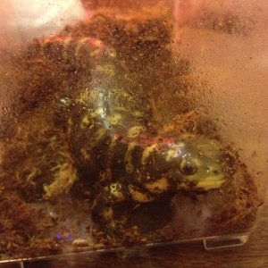 In the holding container while I cleaned his tank.